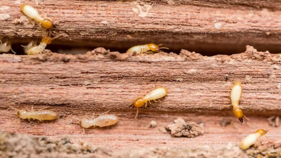 Close up of timber beam with active termites